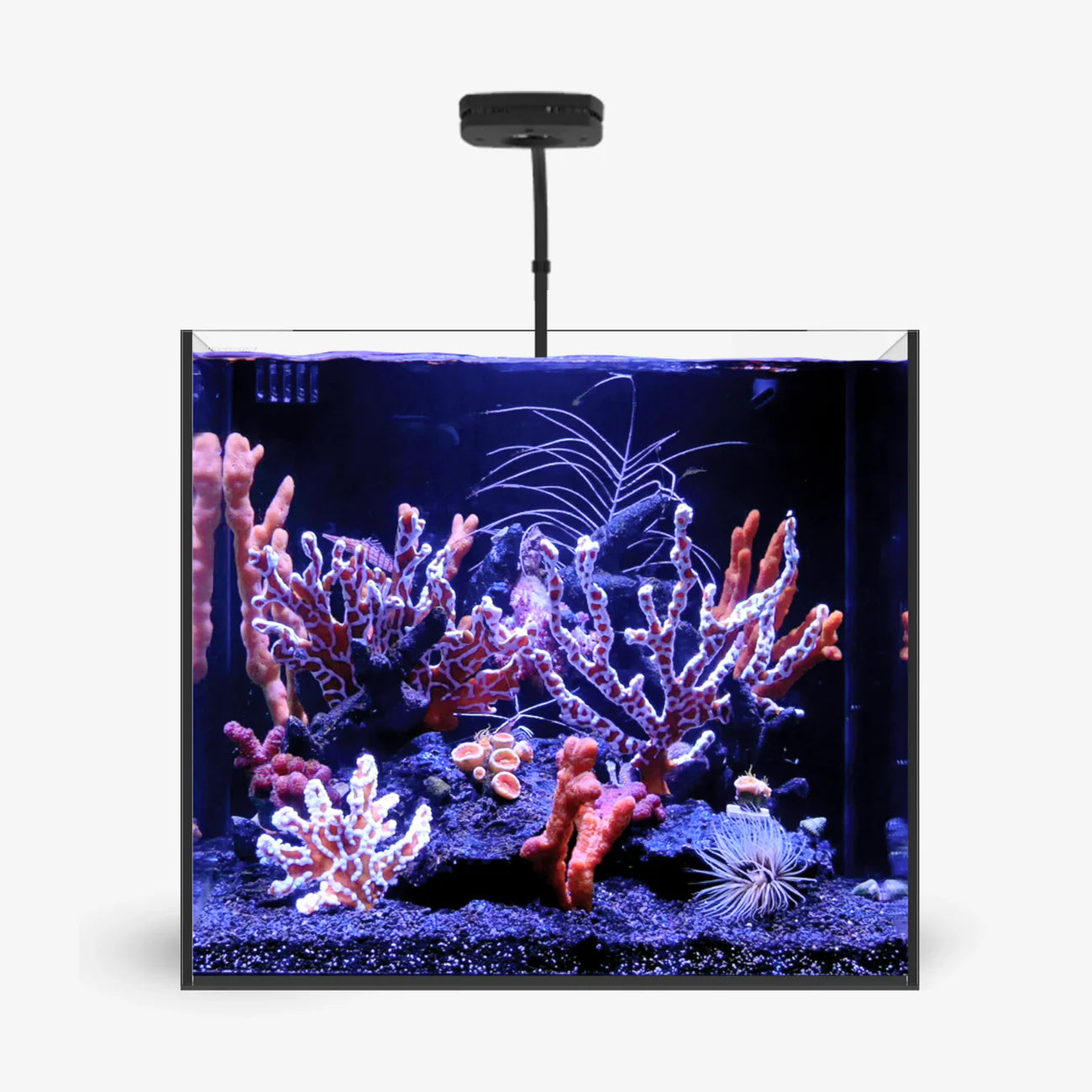 Waterbox AIO 20 Cube Saltwater Aquarium - A1100 - Serenity Provision