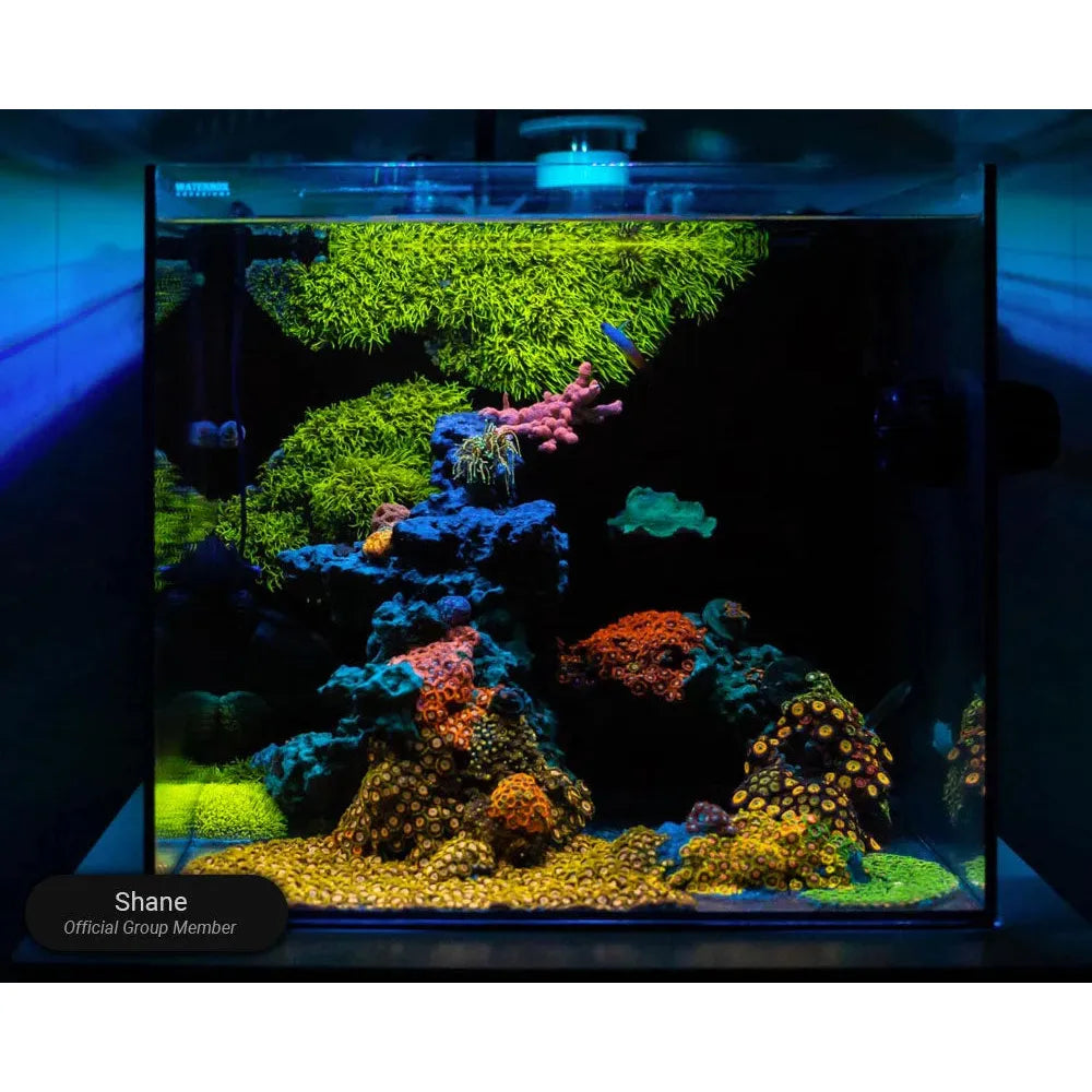 Waterbox AIO 50.3 PLUS Edition Saltwater Aquarium - A1205 - Serenity Provision