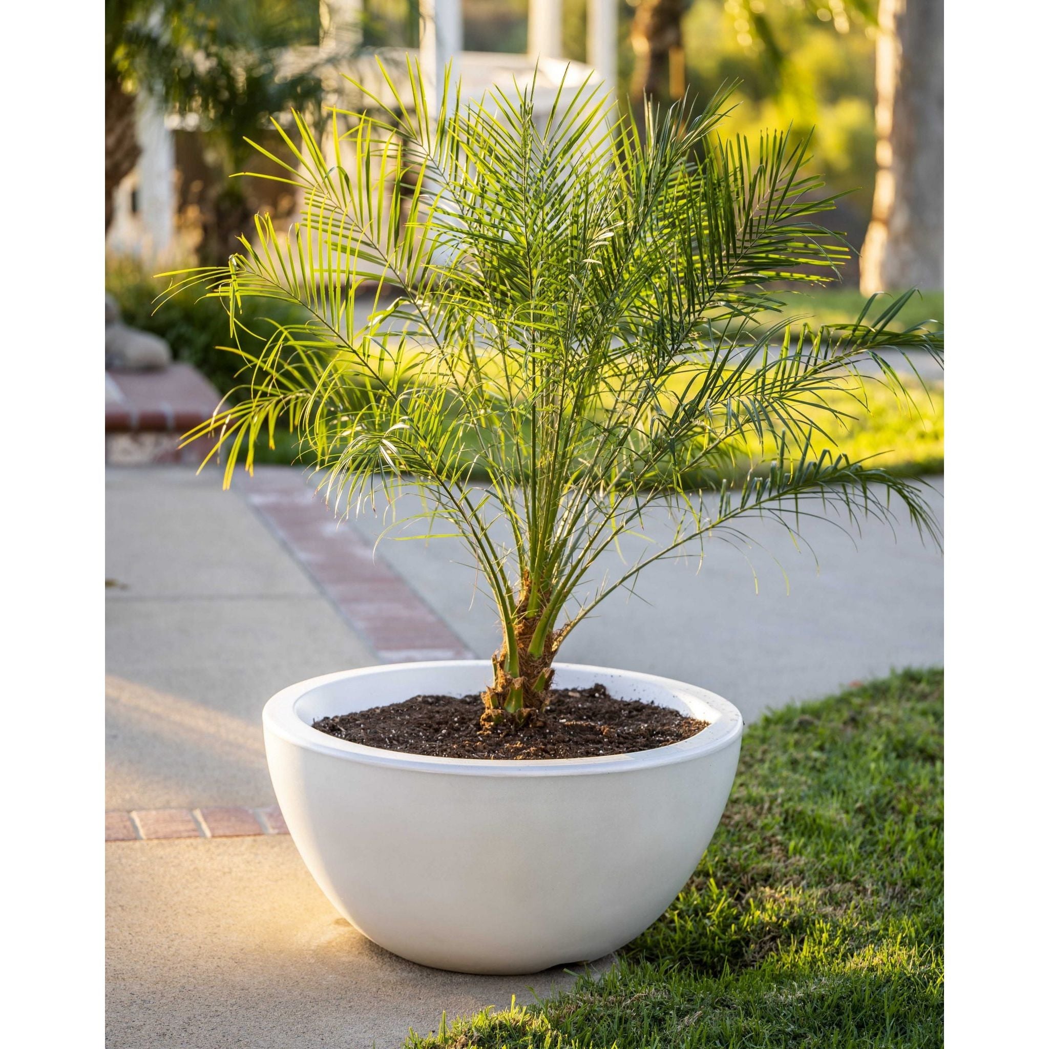 The Outdoor Plus Luna Planter Bowl GFRC Concrete OPT-LUNPOXX - Serenity Provision